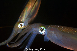 Mating of Squids by Jagwang Koo 